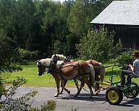 driving-working-mare