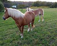 chestnut-haflinger-mare