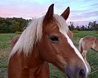 driving-working-horse