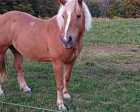 chestnut-mare-for-sale