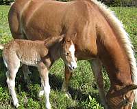 14-hand-haflinger-mare