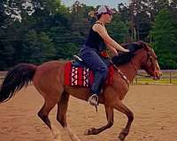 barrel-racing-tennessee-walking-pony