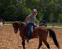 bay-tennessee-walking-pony