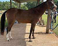 jumping-tennessee-walking-pony