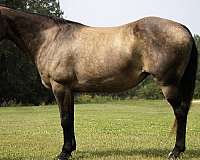 beginner-quarter-horse