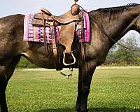 flashy-quarter-horse