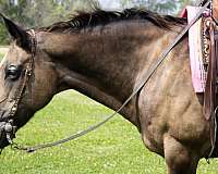 husband-safe-quarter-horse