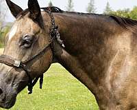 kid-safe-quarter-horse