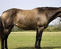 athletic-quarter-horse