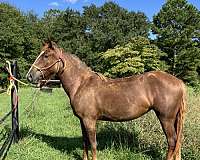 filly