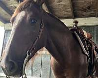 cross-draft-horse