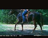 cross-draft-filly