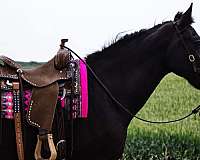 lesson-draft-horse