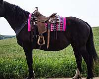 husband-safe-draft-horse