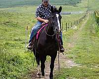 kid-safe-draft-horse