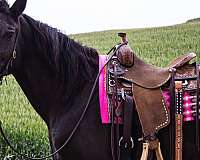 ridden-western-draft-horse