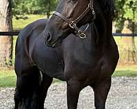 dressage-friesian-horse
