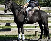 english-pleasure-friesian-horse