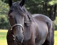 equitation-friesian-horse