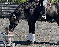athletic-friesian-horse