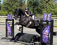 hunt-seat-equitation-friesian-horse