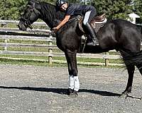 hunter-friesian-horse
