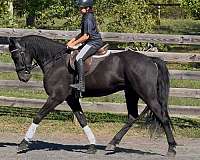 flashy-friesian-horse