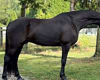 hunter-under-saddle-friesian-horse