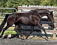 jumper-friesian-horse
