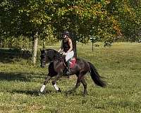 jumping-friesian-horse