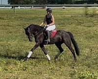 ridden-english-friesian-horse