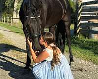 ridden-western-friesian-horse