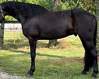 show-jumping-friesian-horse