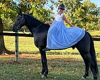 sporthorse-friesian-horse
