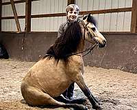 penning-miniature-pony