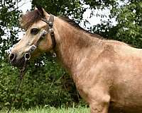 trail-r-miniature-pony