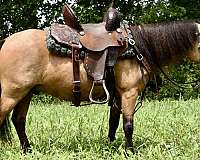 buckskin-mini-pony