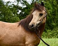 buckskin-mini-gelding