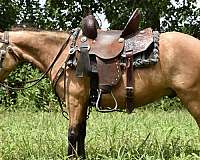buckskin-trail-r-pony
