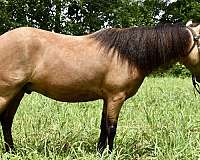 buckskin-miniature-pony