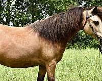 miniature-pony