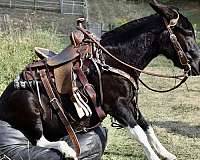 kid-safe-mule-mare