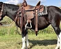 4-white-legs-horse