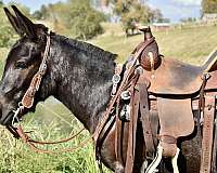 black-4-white-legs-horse