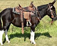mini-mule