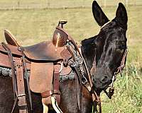 trick-trained-mule