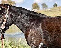 one-of-a-kind-mule
