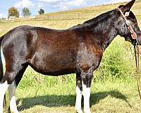 kid-safe-mule