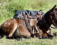 kid-safe-mule-gelding