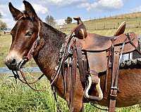 riding-mini-mule-gelding